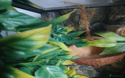Gecko reptiles for sale: 18 month old male crested gecko (check desc) - Image 2