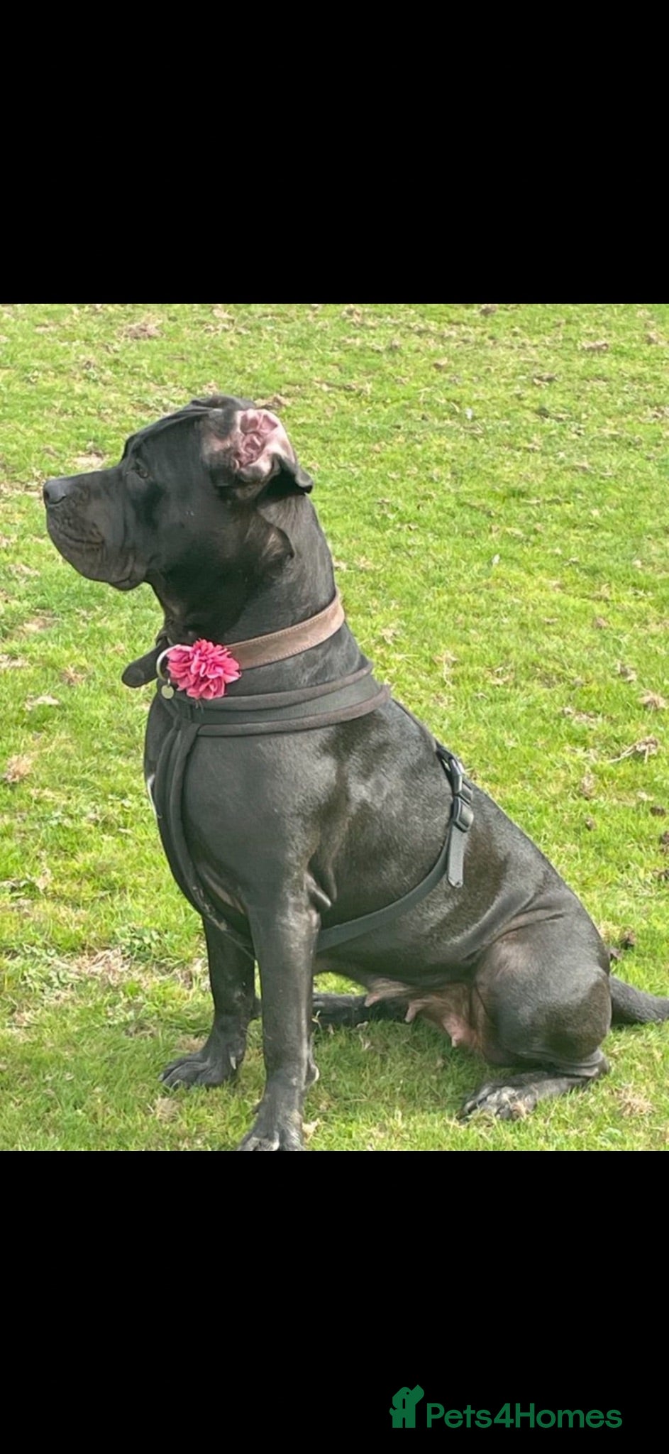 Cane Corso dogs PROTECTION AND FAMILY CANE CORSO PUPPIES - Advert 10