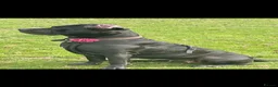 Cane Corso dogs for sale: PROTECTION AND FAMILY CANE CORSO PUPPIES in Romford - Advert 5