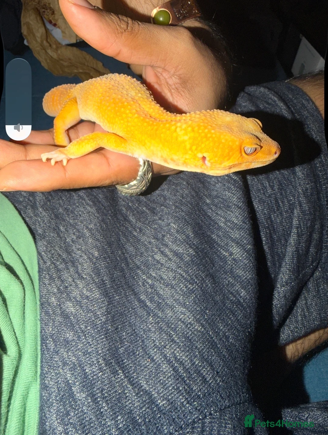Leopard Gecko reptiles for sale: Leopard Gecko for sale with set up in Hayes - Advert 3