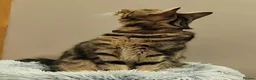 Mixed Breed cats for sale: Minnie - Advert 3