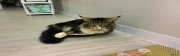 Maine Coon cats for sale: Beautiful Maine Coon Kittens – Born 19 June 2026 - Advert 6