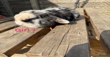 Mini Lop rabbits - Advert 18