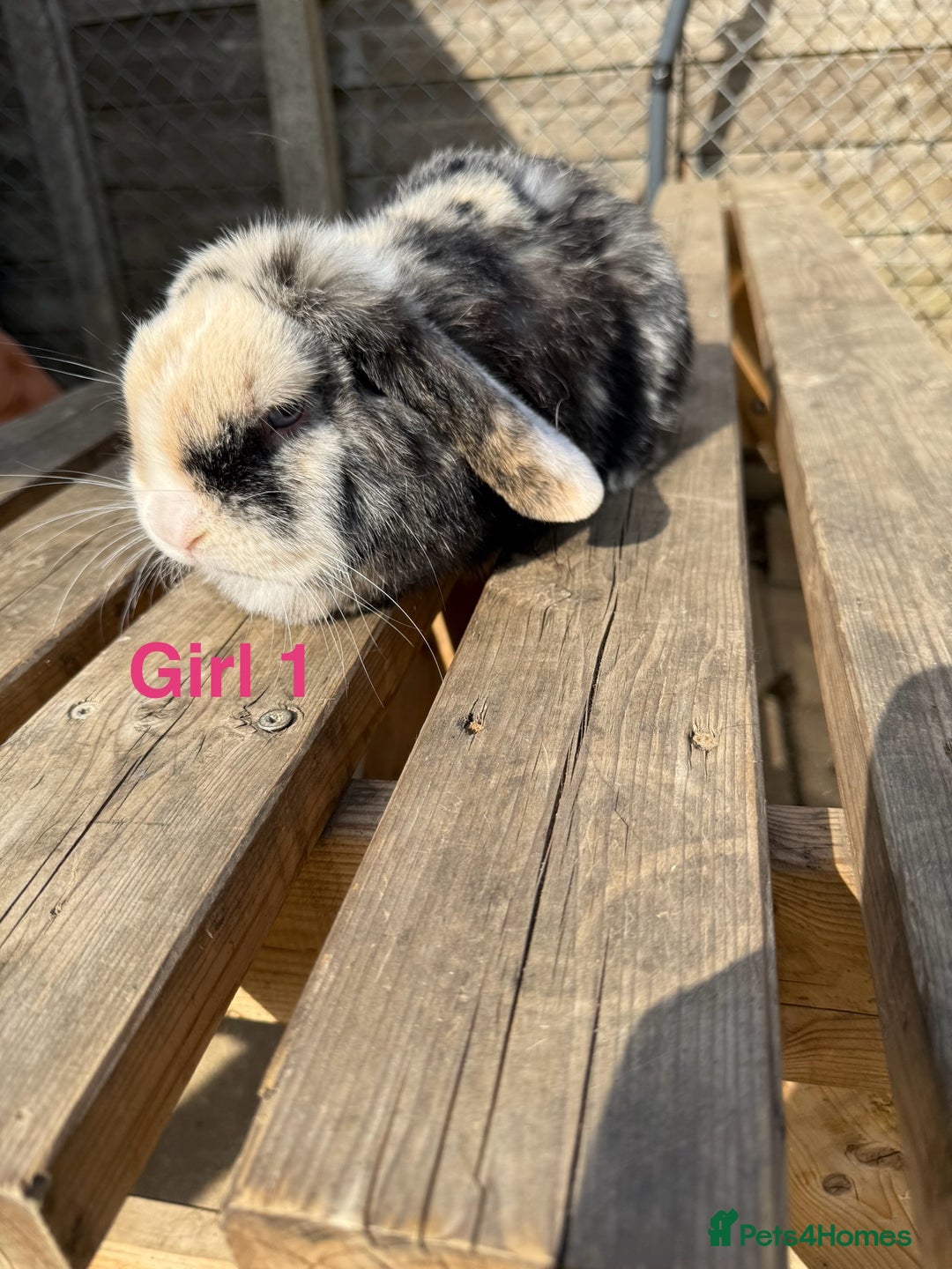 Mini Lop rabbits for sale: Gorgeous mini lops - Image 2