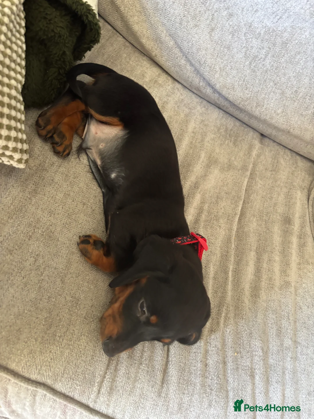 Dachshund dogs for sale: 11 week old pup  in Port Talbot - Advert 2