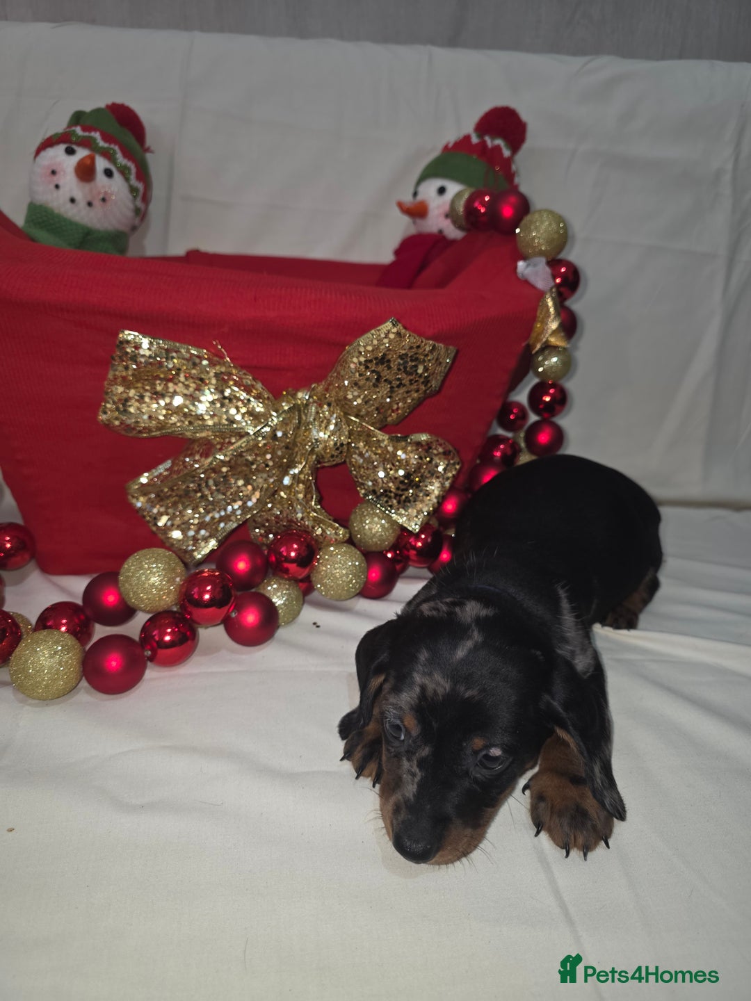 Miniature Dachshund dogs for sale: Miniature dachshund  - Advert 17