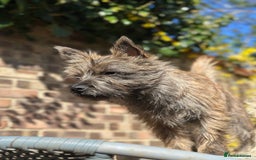 Mixed Breed dogs for sale: Cairn looking for new home - Advert 4