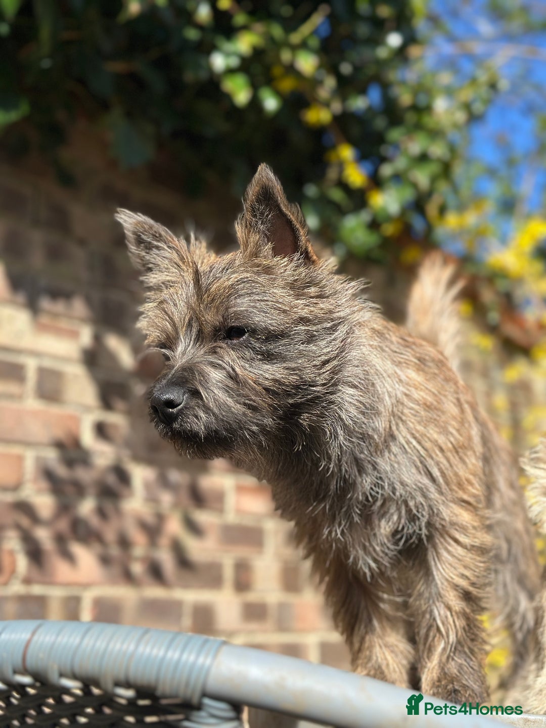 Mixed Breed dogs for sale: Cairn looking for new home - Advert 4