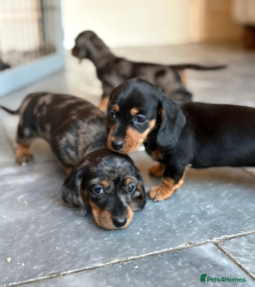 Miniature Dachshund dogs for sale: Kc reg miniature dachshund  - Advert 2
