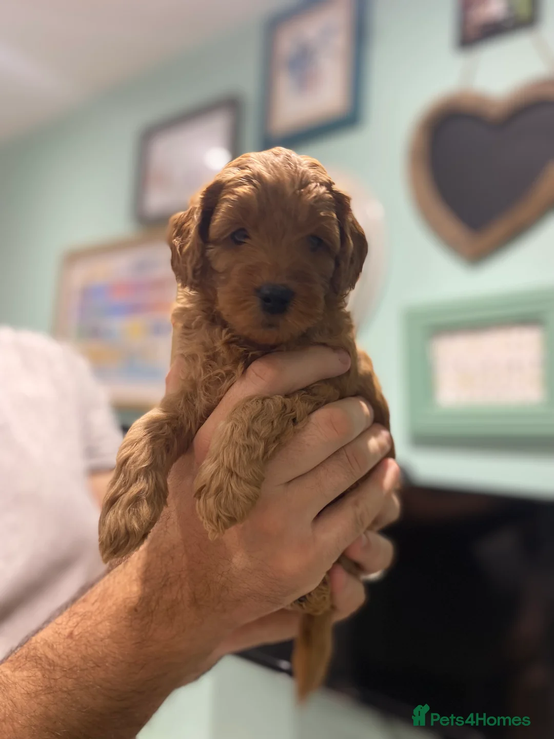 Mixed Breed dogs for sale: Miniature Double Doodles - Advert 22