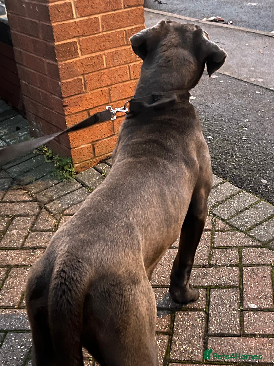 Cane Corso dogs for sale: Cane corso puppy - Advert 3