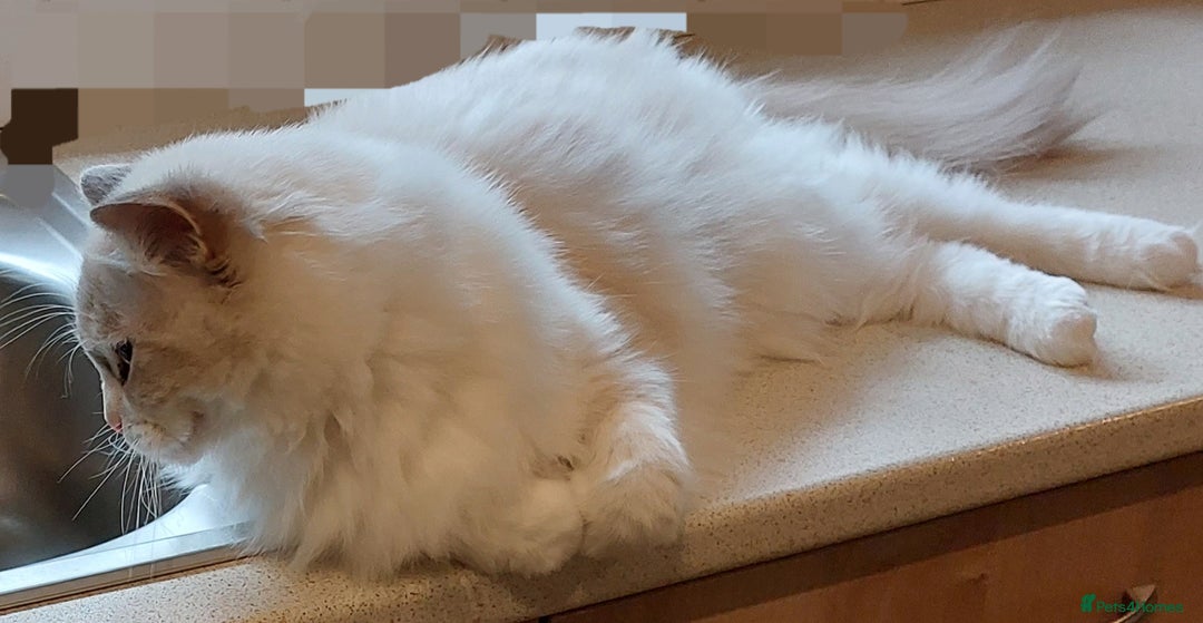 Ragdoll cats for sale: 🔥PRESTIGIOUS BEAST SIZE EU FEMALE🔥  - Advert 26