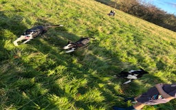 Border Collie dogs for sale: Beautiful Border Collie Puppies - 1 Boy Left - Advert 18