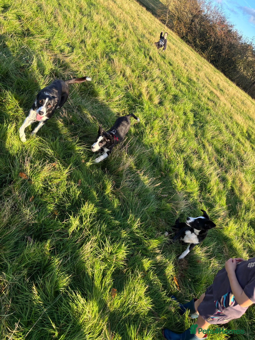 Border Collie dogs for sale: Beautiful Border Collie Puppies - 1 Boy Left - Advert 18