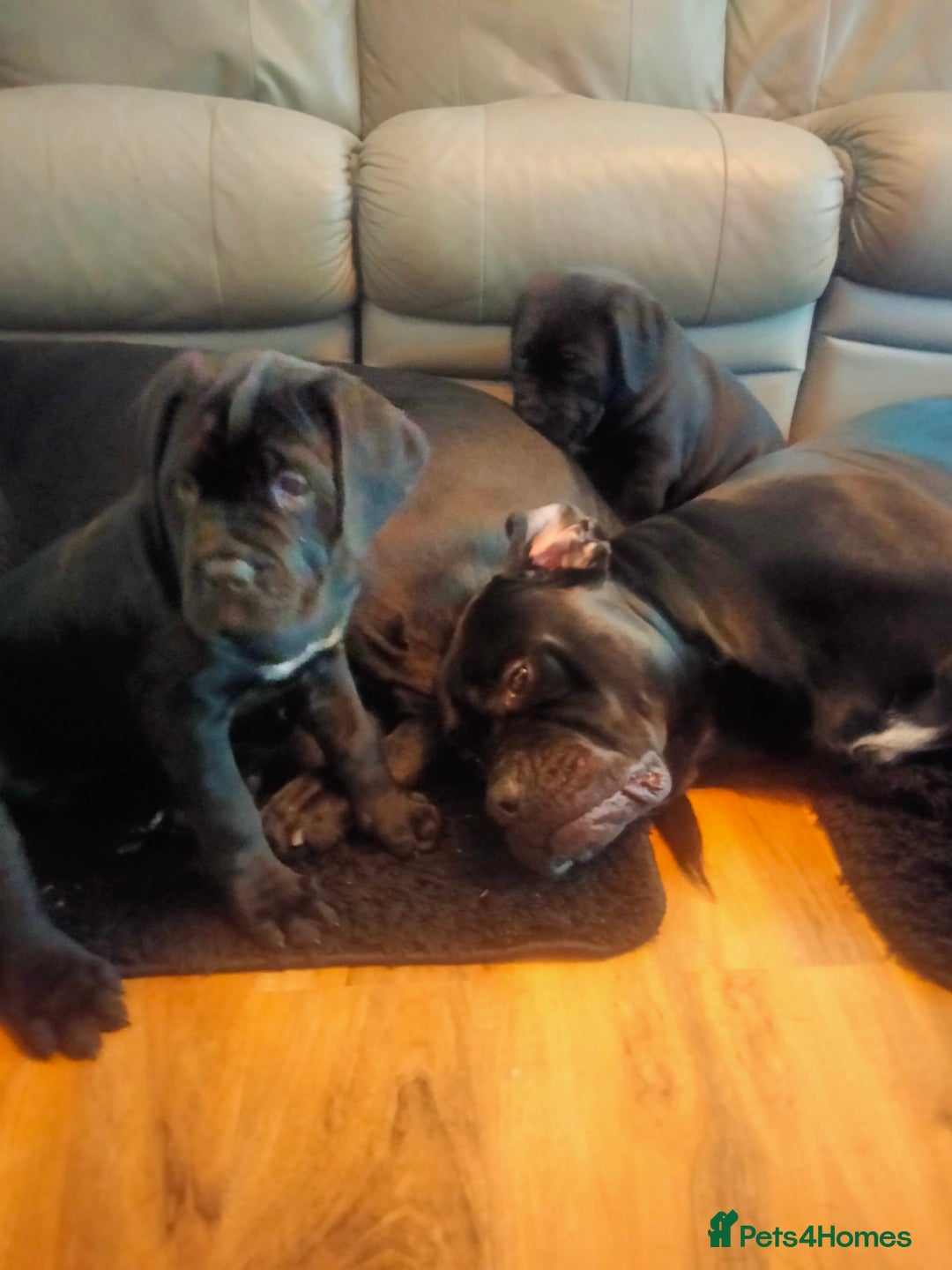 Cane Corso dogs for sale: Cane Corso puppies 14/11/25 - Image 32