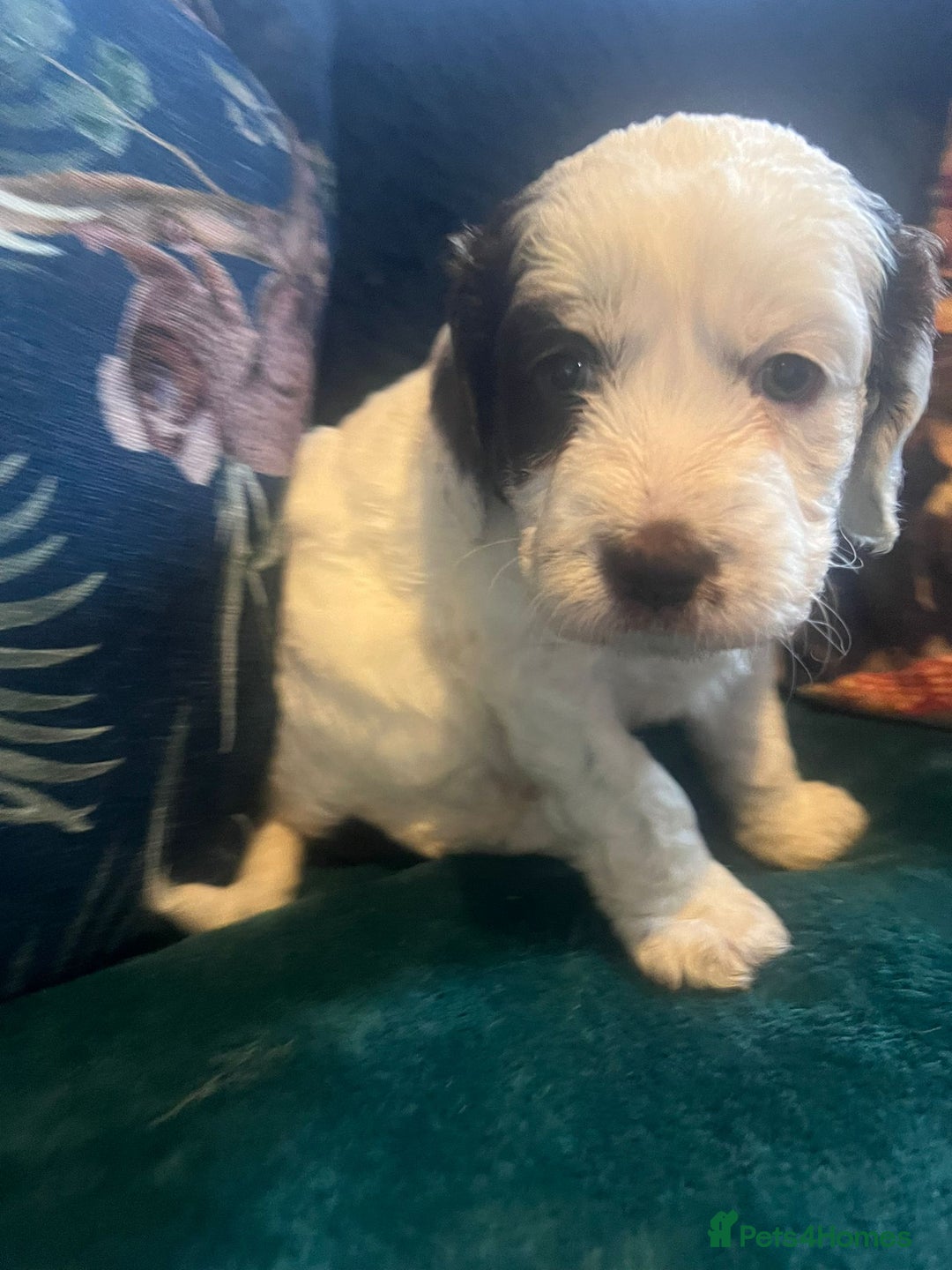 Clumber Spaniel dogs for sale: Clumber x puppies ready to leave 23/12/25 - Advert 14