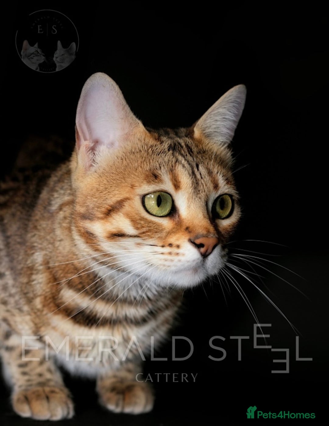 Bengal cats for sale: Pure Pedigree TICA Early Generation Bengal - Advert 9