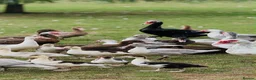 Mixed Breed poultry for sale: Chicken/Ducks/guinea fowls/ geese  - Advert 5