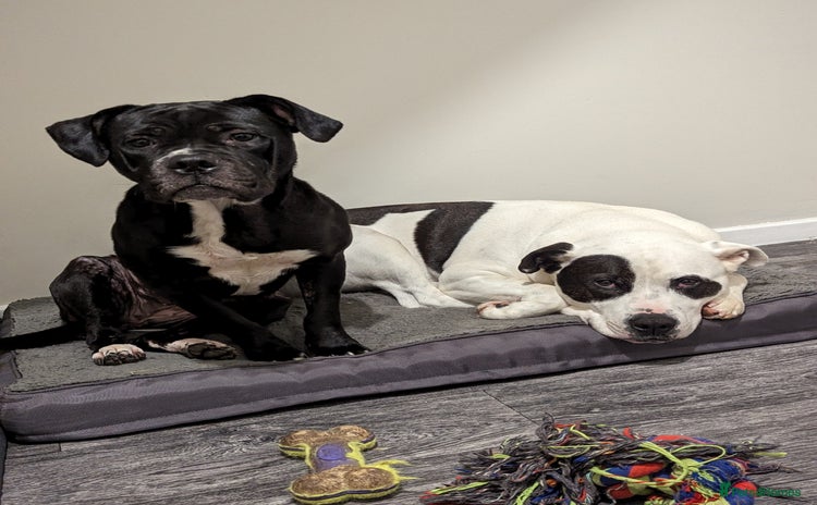 Mixed Breed dogs - Advert 8
