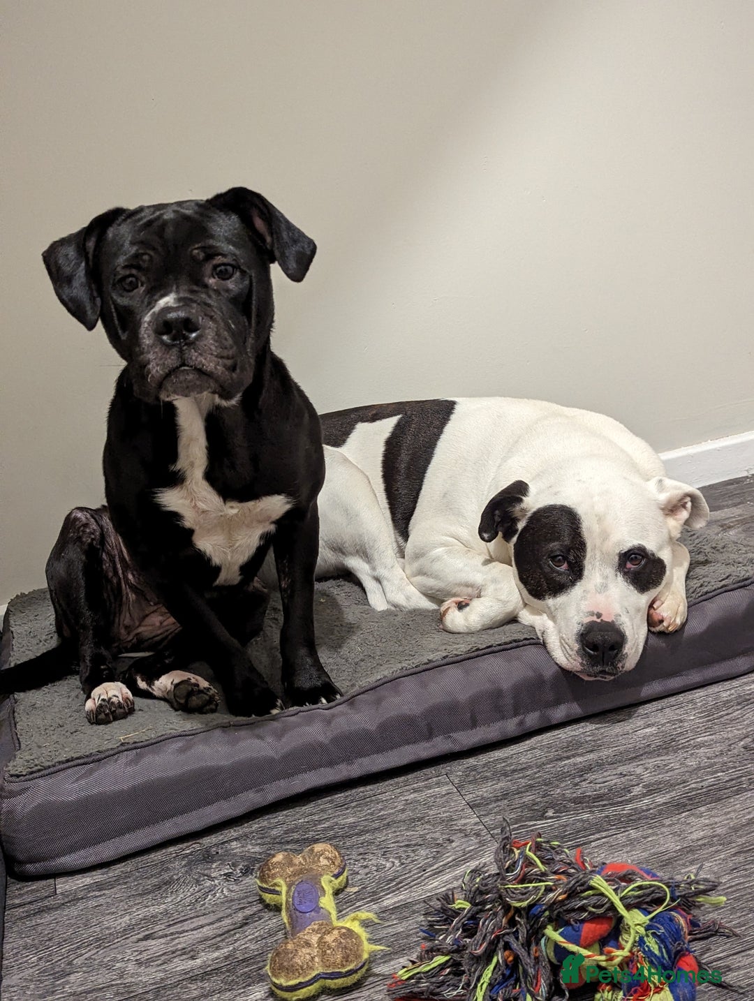 Mixed Breed dogs for sale: Male and Female dogs for re-home. - Image 1