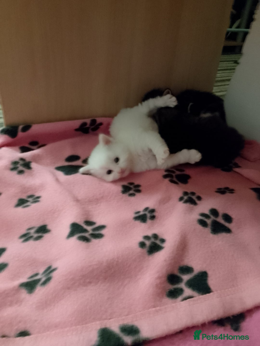 Mixed Breed cats for sale: Late Advertisment  - Advert 4