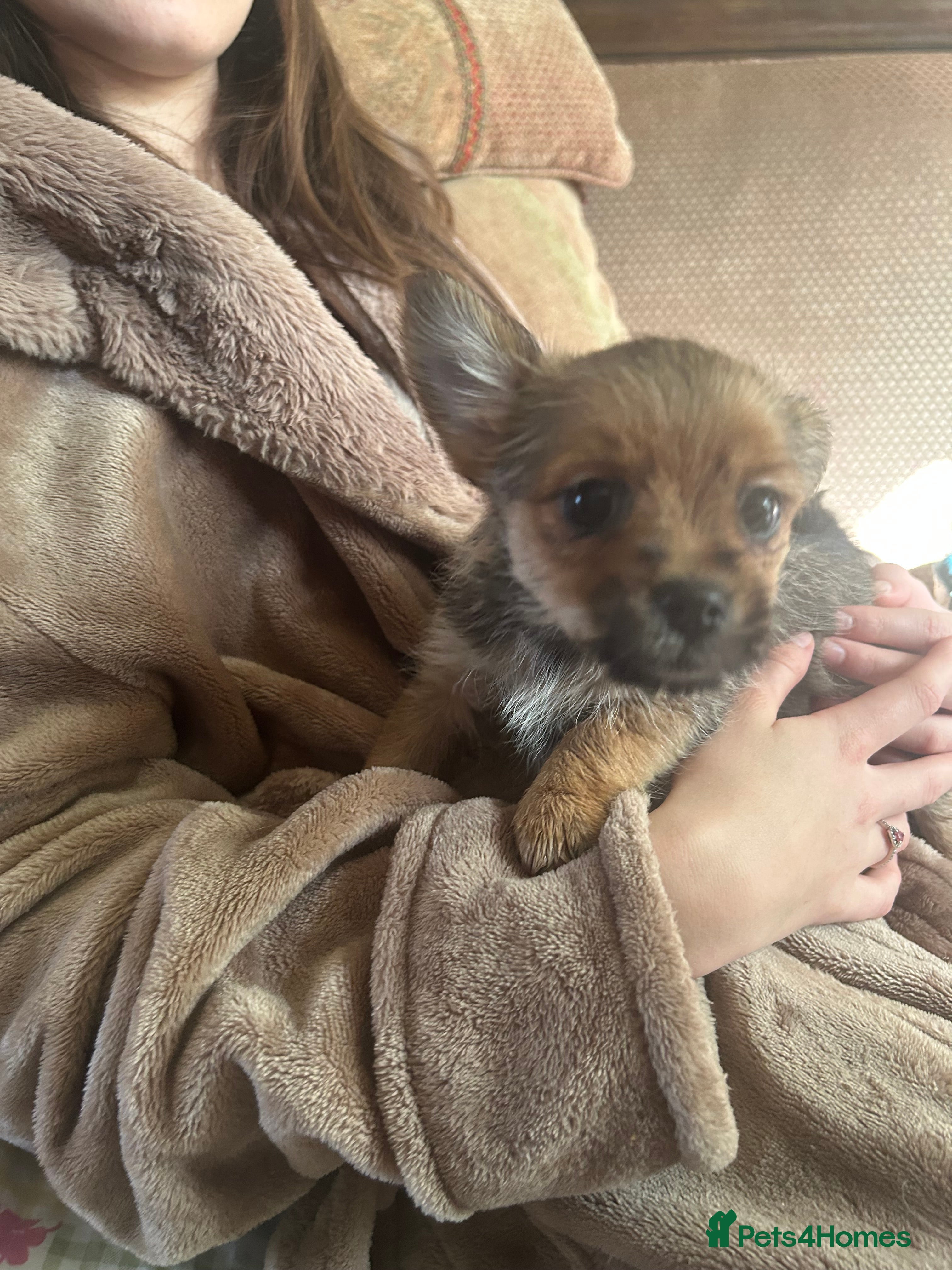 Mixed Breed dogs Only 3 left tiny Pomeranian Yorkies puppies 9 week - Advert 13