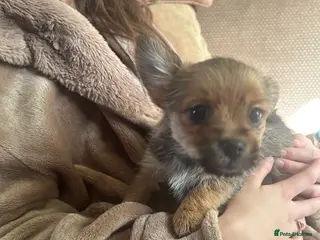 Mixed Breed dogs Only 3 left tiny Pomeranian Yorkies puppies 9 week - Advert 5