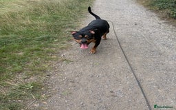 Staffordshire Bull Terrier dogs for sale: Urgent home needed  - Image 7