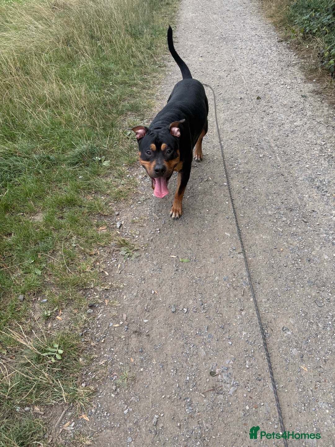Staffordshire Bull Terrier dogs for sale: Urgent home needed  - Image 7