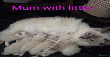 Ragdoll cats - Advert 4