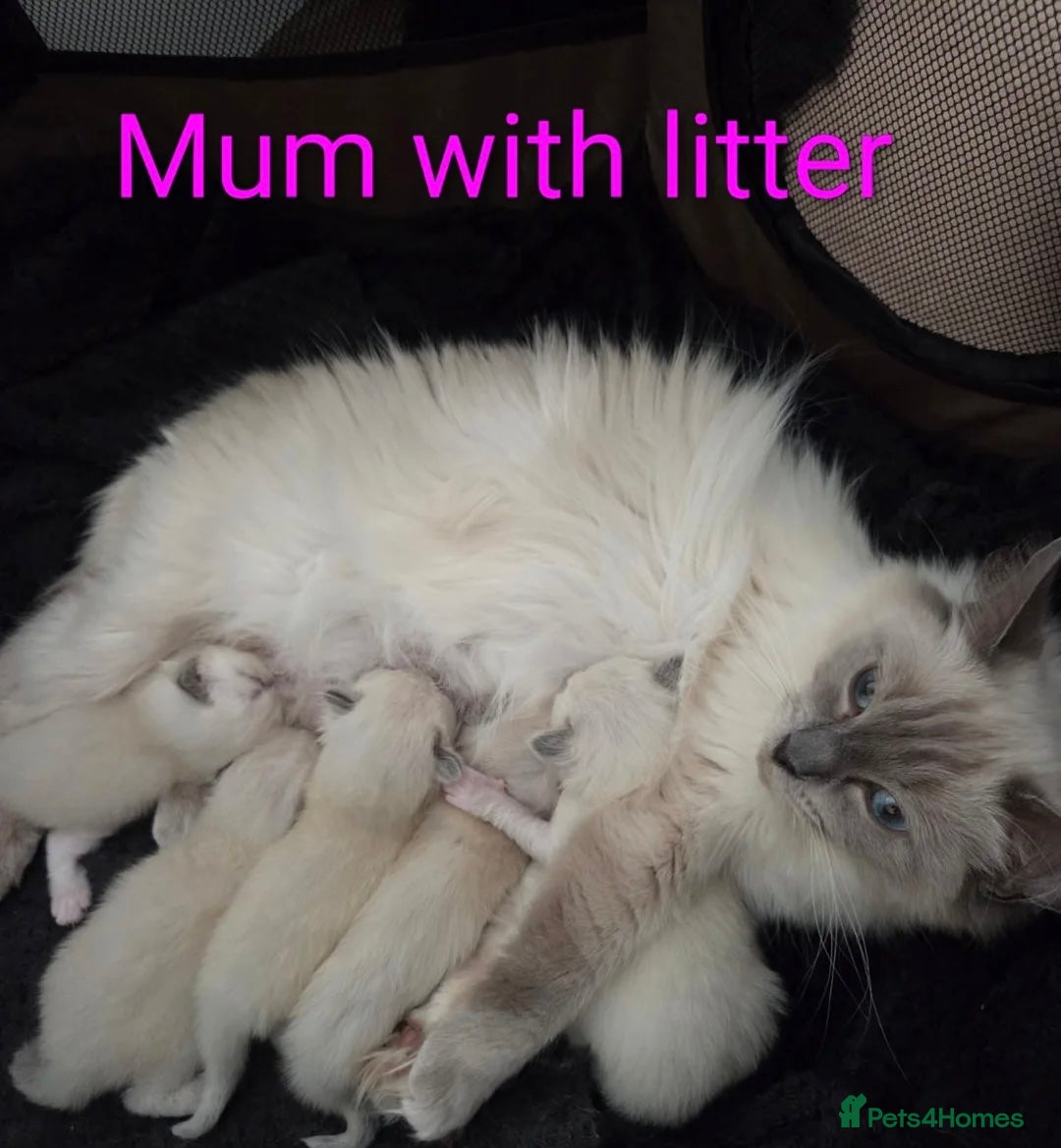 Ragdoll cats for sale: Two beautiful ragdoll kittens  - Image 3