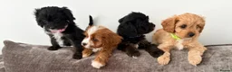 Cavapoo dogs for sale: EXQUISITE & VERY UNUSUAL CAVAPOO PUPPIES  - Advert 10