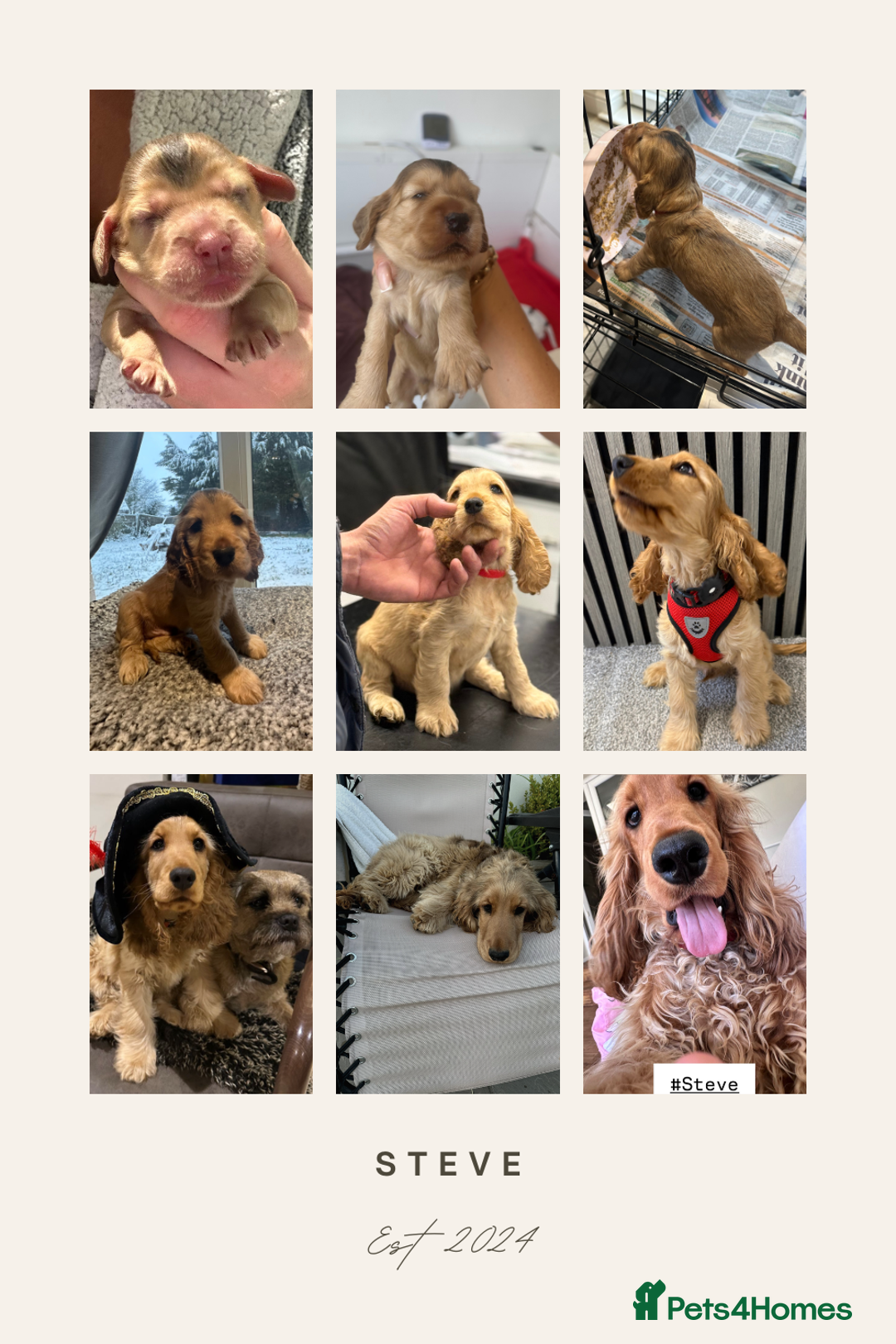 Cocker Spaniel dogs for sale: KC REG Showtype Cocker Spaniel LAST PUP ready 3/8 - Image 18