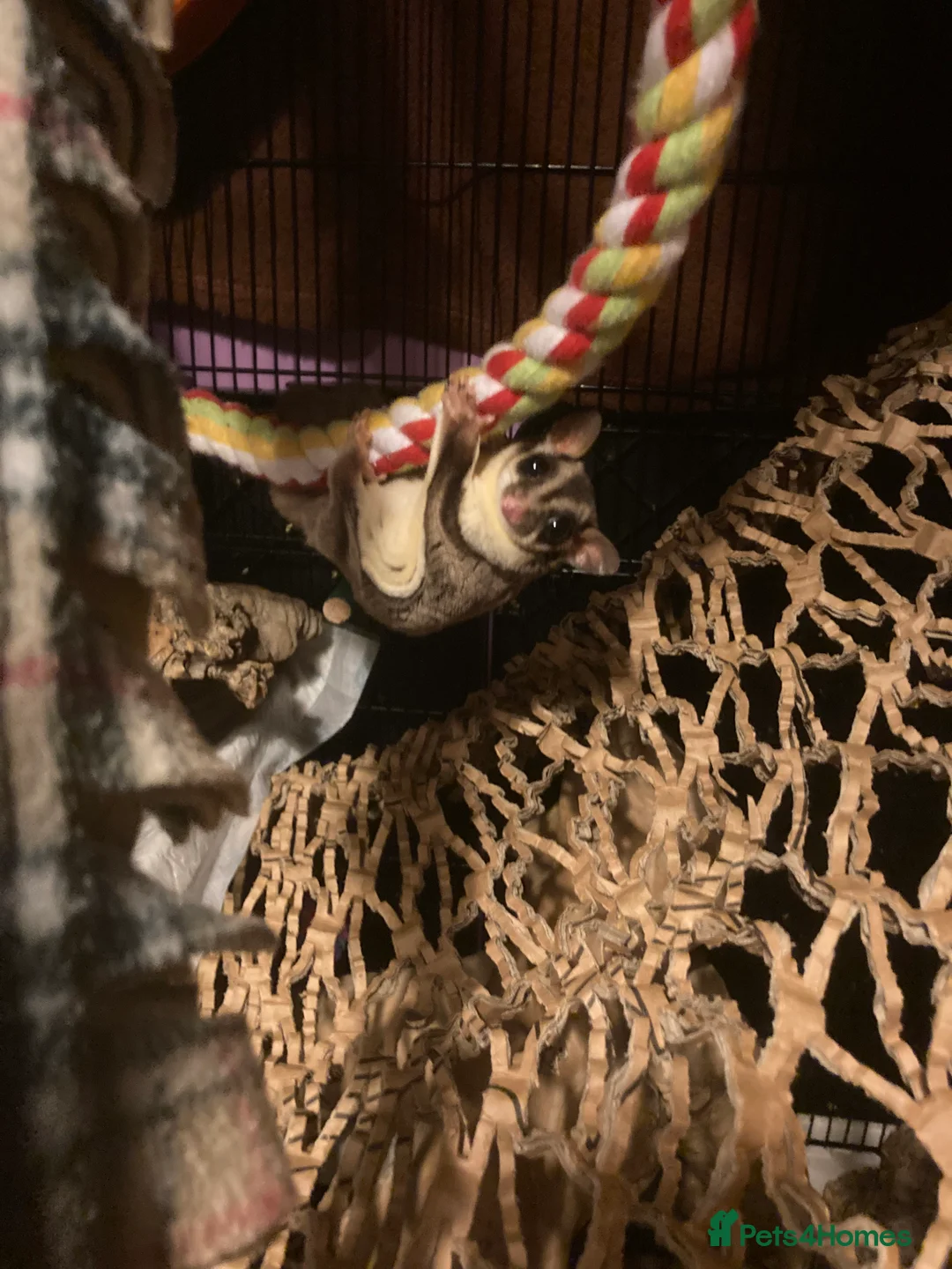 Sugar Glider rodents for sale: 3 female sugar gliders and set up - Advert 3