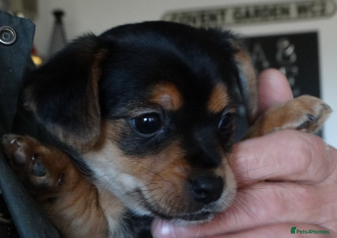 Jack Russell dogs for sale: Beautiful Jack Russell/chihuahua mix puppies - Advert 23