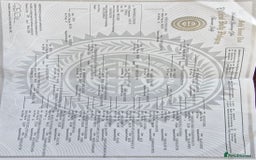 American Bully dogs for sale: Female full pedigree ABKC reg pocket bully - Image 8