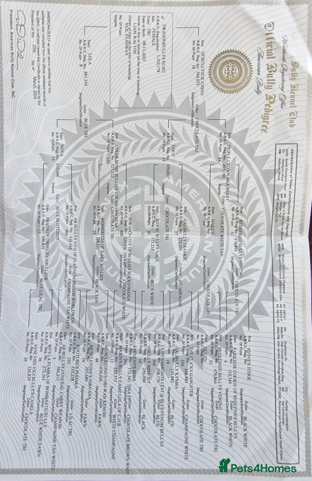 American Bully dogs for sale: Female full pedigree ABKC reg pocket bully - Image 8