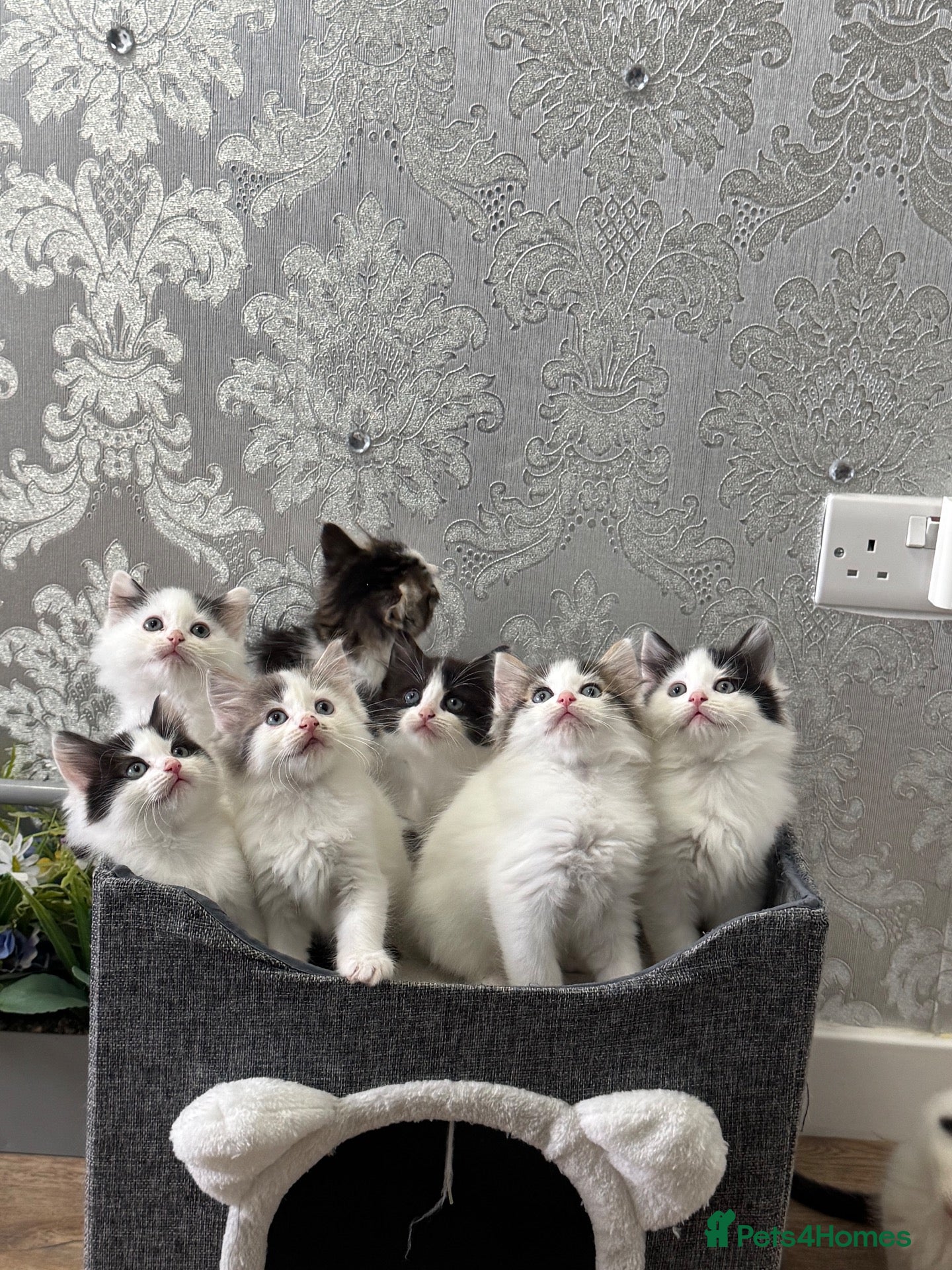 Ragdoll cats Beautiful Ragdoll Kittens  - Advert 2
