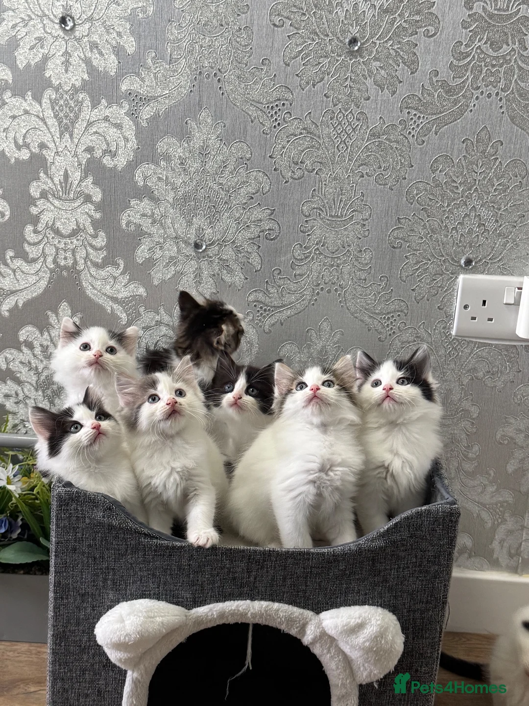 Ragdoll cats for sale: Beautiful Ragdoll Kittens  - Advert 2