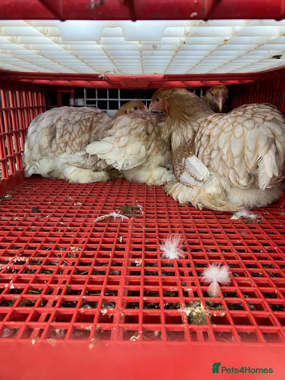 Chickens poultry for sale: Point of lay Brahma hens for sale  - Advert 5