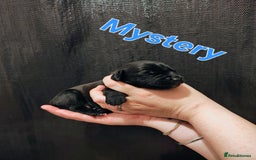 Mixed Breed dogs for sale: Pug x Lucher  - Image 20