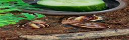 Snails invertebrates for sale: Albino Tiger Stripe Giant Snails & Full Setup - Advert 12