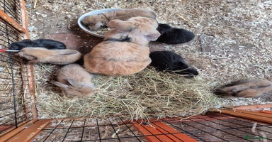 English Lop rabbits - Advert 12