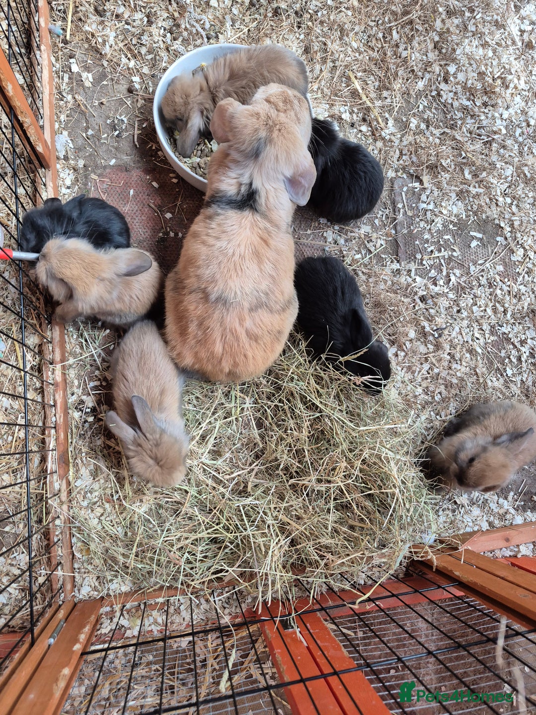 English Lop rabbits for sale: Rabbits  - Image 3