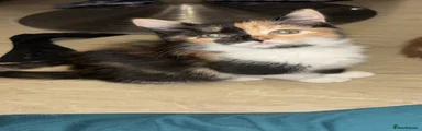 Mixed Breed 5