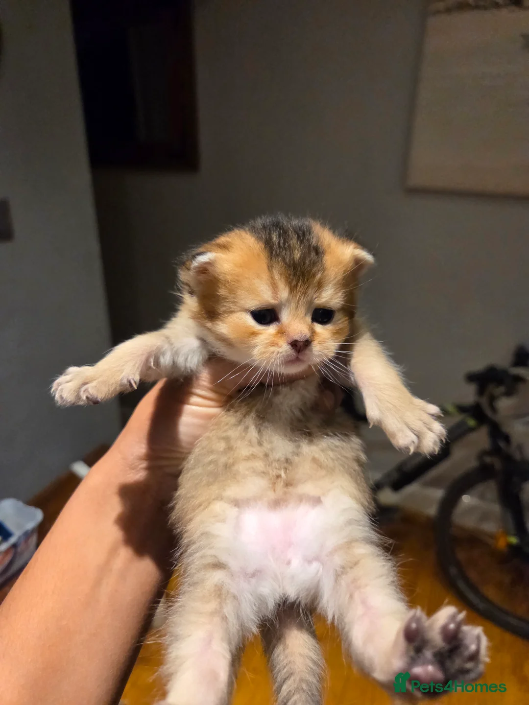 Scottish Fold cats for sale: Scottish Fold Kittens - Advert 26