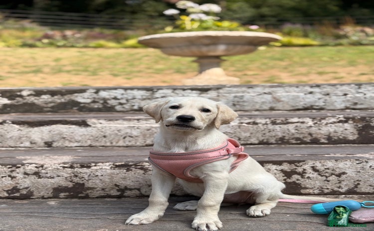 Labrador Retriever dogs - Advert 12