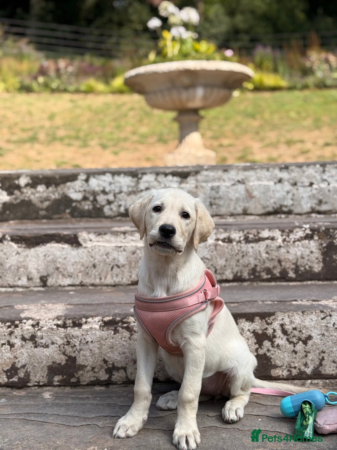 Labrador Retriever dogs for sale: 16 week old Labrador puppy - Image 1