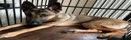 Mixed Breed dogs for sale: 🐾 Experienced home wanted! Belgian Malinois x GSD in Bodmin - Advert 5