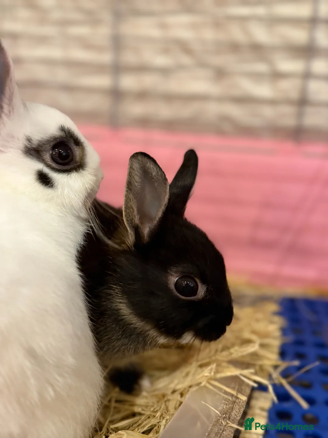 Netherland Dwarf rabbits for sale: Young Netherland dwarf Urgent need of rehoming  - Advert 28